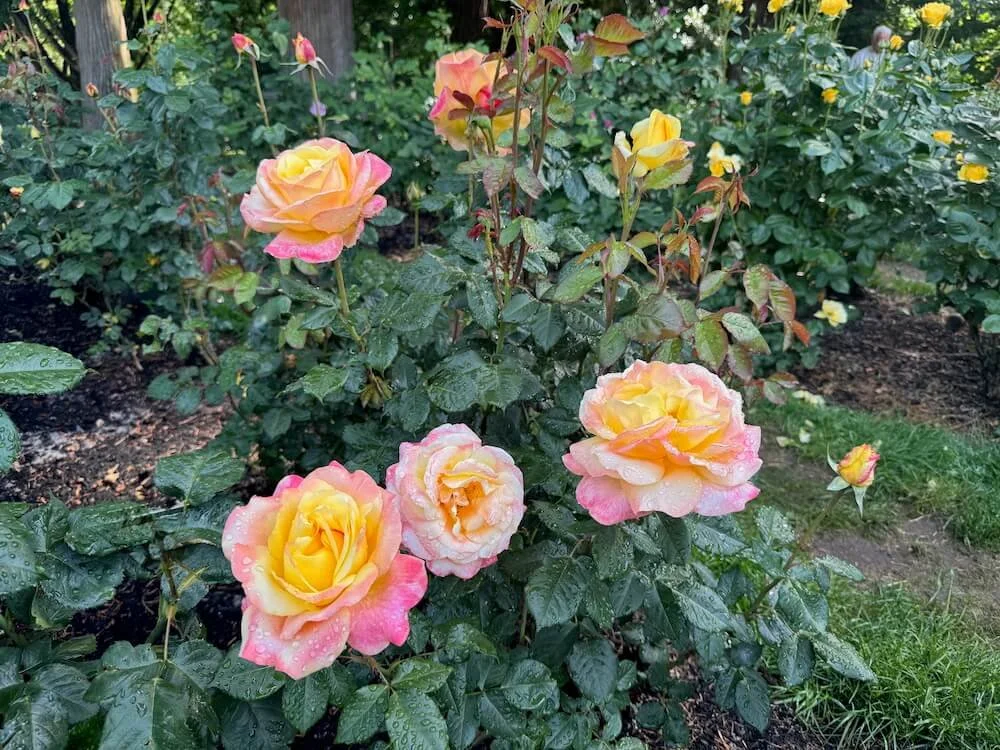 Rosa 'Alex's Lemonade Stand' (Alex's Lemonade Stand Grandiflora